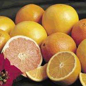 Shipping fresh Florida citrus to europe